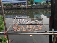 Fish drying