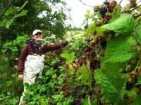 Picking blackberries