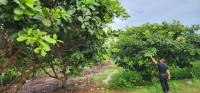 Cashew Trees