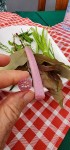 Fresh Vegetables