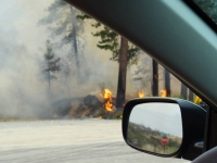 Flames in the trees