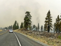 Ash along to road side