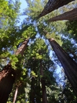 Tall Redwood Trees