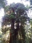 Redwood Tree
