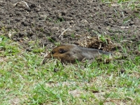 Gopher Critter