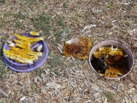 Honeycomb