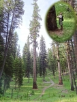 Neil communing with Larch Tree