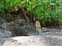 Ground Squirrel