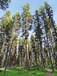 Larch Trees