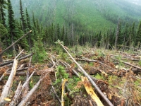 Avalanche looking downhill