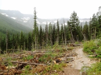 Avalanche Field with stream