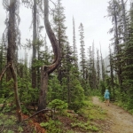 Nan hiking in sparse trees