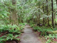 Trail of the Cedars