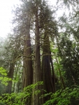 Cedars