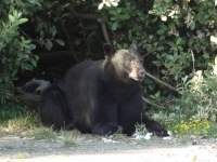 Bear resting