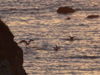 Pelicans