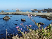 Flowers and Crescent Bay