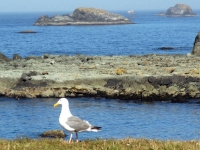 Seagull