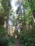 Trail off Parkway