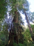 Corkscrew Tree