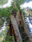 Corkscrew