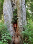 Neil in Fork of Tree