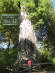 Big Tree