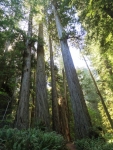 Cathedral Trees
