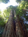 Tall Trees