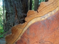 Redwood Rings