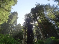 Rays in the branches
