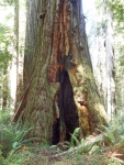 Burn scar