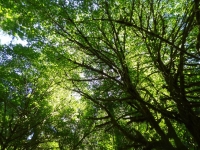 Green Canopy