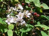 Blackberries