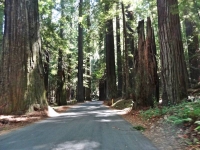 Avenue of the Giants