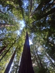 Looking Up
