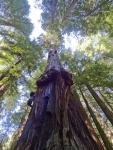 Burls