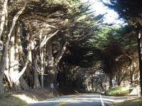 Road Tree Tunnel