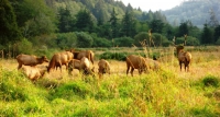 Roosevelt Elk Herd