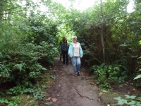 Trail through ravine