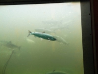 Fish in Ladder