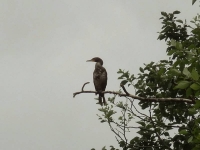 Heron 3