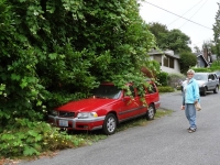Vine covered car
