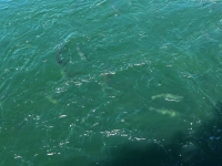 Fish in before entering the ladder