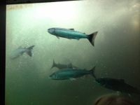 More Fish in Ladder