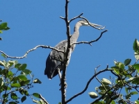 Heron 2