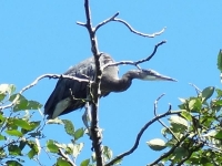 Heron