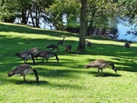Geese