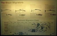 Fish Chart