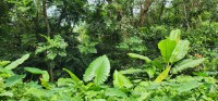 Dense Vegetation